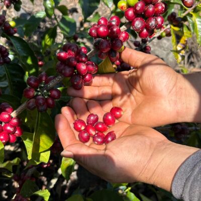 Misti Coffee Gemalen 1 Kg.